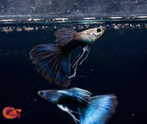 HB Blue Ribbon Delta Big Tail Guppy